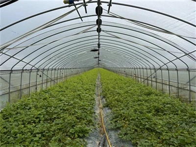 How to solve the phenomenon of wrinkled agricultural film How to solve the phenomenon of wrinkled agricultural film