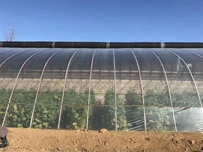 Shouzheng Knowledge Class: How To Use The Greenhouse Film Correctly