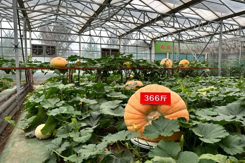 page-800-533