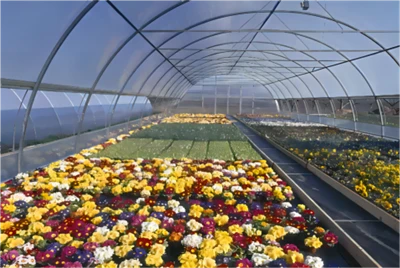5 Years UV Protection Film For Carnation