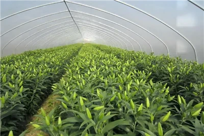 5 Years UV Protection Film For Lily