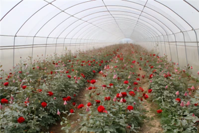 5 Years UV Protection Film For Red Rose