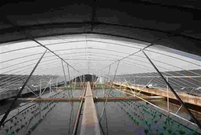Aquatic Livestock Black And White Plastic Film