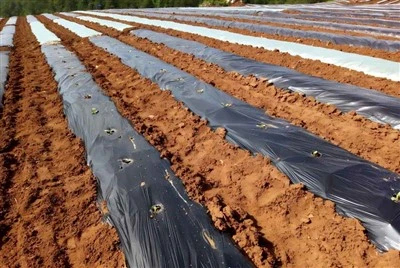 Degradable Mulch