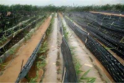Degradable Mulch For Ginger
