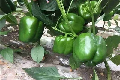 Degradable Mulch For Sweet Pepper