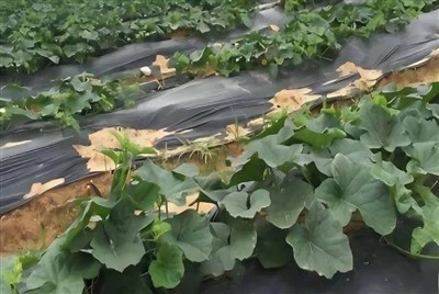 Degradable Mulch For Sweet Potato