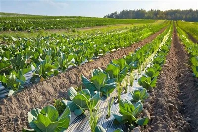 Degradable Mulch