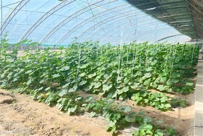 Long-Life Flow-Drop Reducing Film For Cucumber