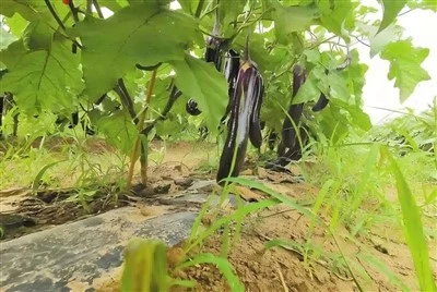 Green Plastic Mulch For Eggplant