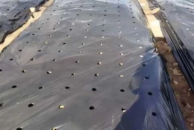 Perforated Mulch