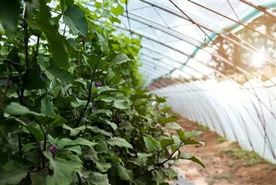PO Agriculture Film Series