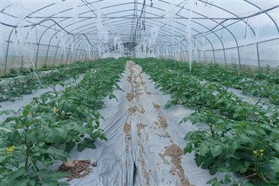 PO Greenhouse Plastic Film For Tomato
