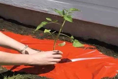 Red Heat Preservation Mulch Film